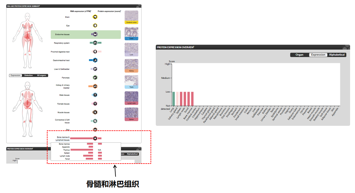 T细胞表面蛋白CD96 T细胞表面蛋白CD96